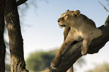Obraz premium leonessa sull albero con sguardo al cielo