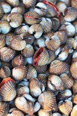 Sea shells clams in Thailand