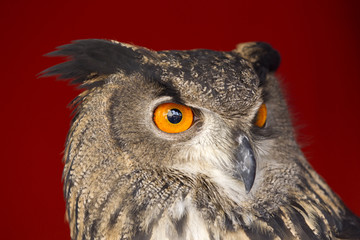 Naklejka premium owl