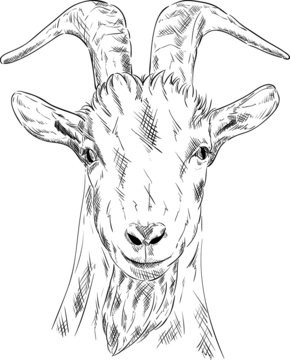 portrait goat