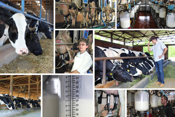 Dairy farm, collage