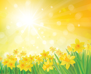 Fototapeta na wymiar Vector of daffodil flowers on spring background.