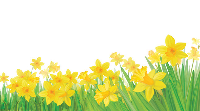 Vector of daffodil flowers isolated.
