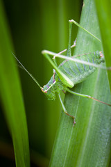 Bush Cricket on a leaf