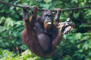 Orangutan eats bananas © Anthony Brown