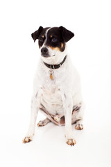 Fototapeta premium dog on white