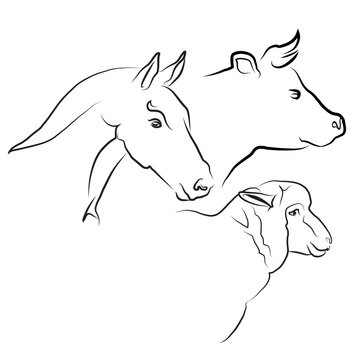 viande de cheval, boeuf et mouton