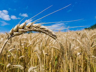 Gerste auf einem Feld