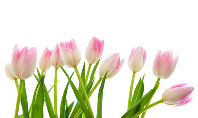 Pink Tulips