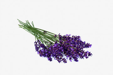 Lavendel vor weißem Hintergrund