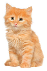 Orange kitten sitting isolated