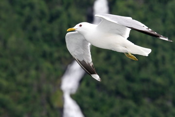 Fototapeta premium Seagulls, Geirangerfjord, Region Sogn og Fjordane.,Norway.
