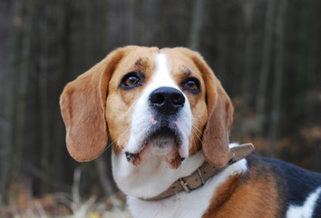 Cute dog