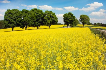 field of rapeseed plant for green energy