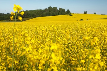Obraz premium field of rapeseed