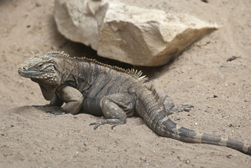 Iguana