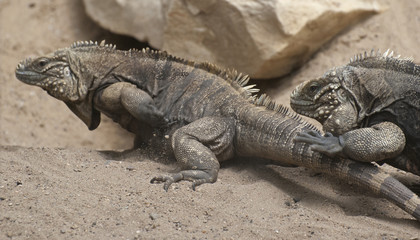 Iguana