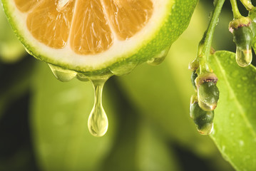 Drop of juice from a sliced lemon