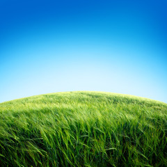 green field with the sky