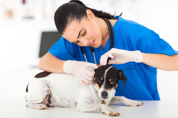 veterinarian examining pet dog ear