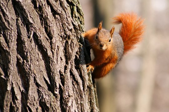 sqirrel