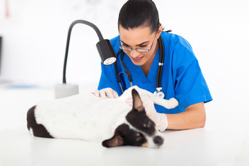 veterinarian checking dog's skin