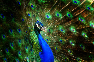 Naklejka na ściany i meble Beautiful peacock with feathers out