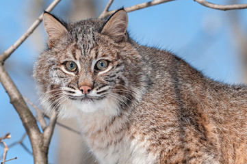 Bobcat (Lynx rufus) in Tree