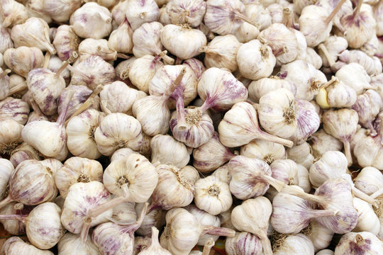 Italian Garlic Bulbs