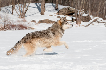Obraz premium Grey Wolf (Canis lupus) Leaps