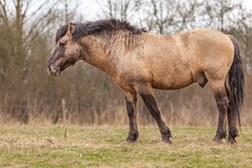 konik horse