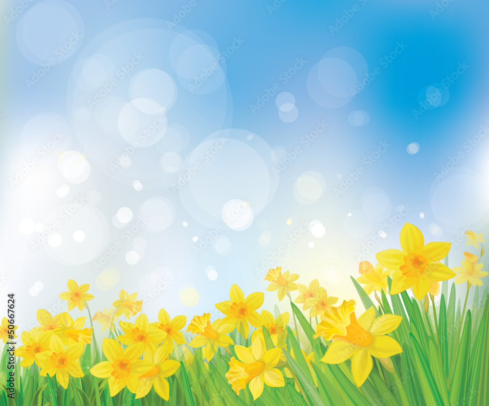 Canvas Prints vector of daffodil flowers on spring background.
