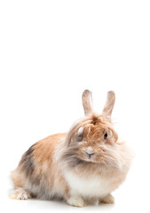 funny rabbit