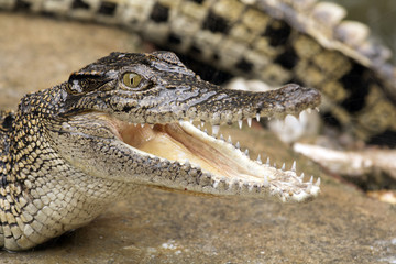 Closeup big crocodiles in crocodiles farm
