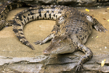 Closeup big crocodiles in crocodiles farm