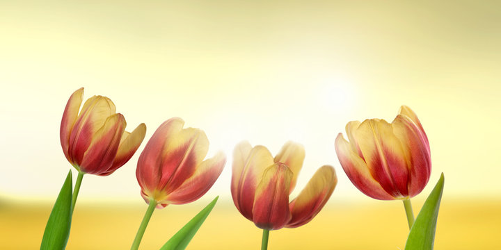 tulipany