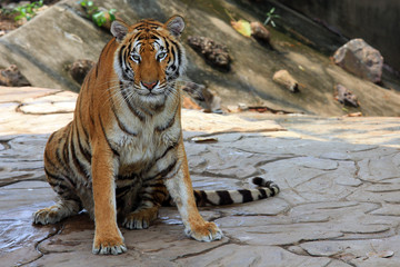 Fototapeta premium Close up Dangerous Tiger