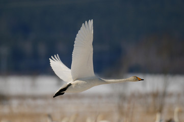 Singschwan im Flug