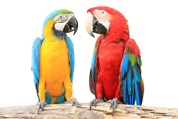 Couple macaw birds sitting on log