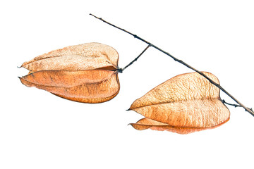 Golden Rain tree seed pods (koelreuteria paniculata)