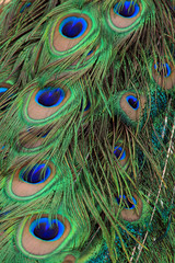 Peacock feather