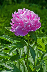 Obraz premium Rhododendron blossom