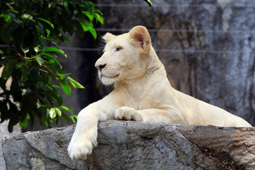 White lion cub (Panthera leo)