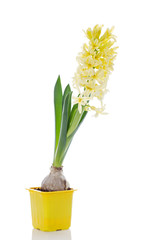 yellow hyacinth