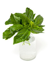 fresh basil isolated on white background