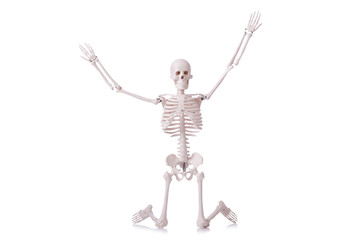 Skeleton isolated on the white
