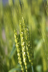 Wheat plants