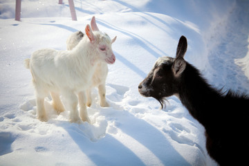 goats © cs333