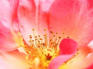 Poster Poppy bloem close-up, bloemdessin, decoratie bloemen, klaproos © luarel
