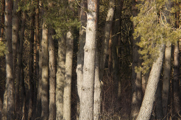 Obraz premium Tree in winter